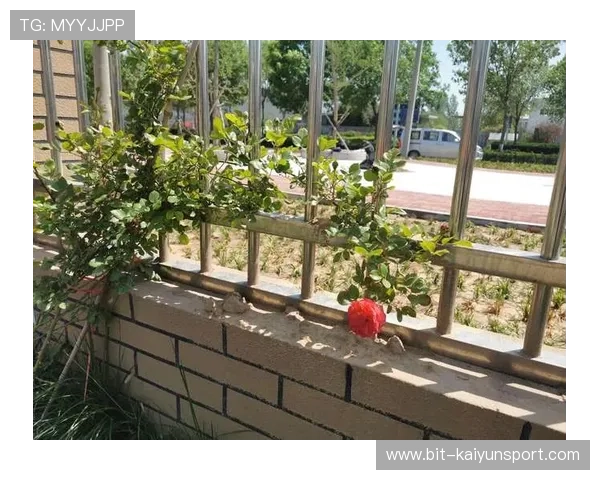 如何简化开云官网注册流程，提升新用户注册转化率的实用策略